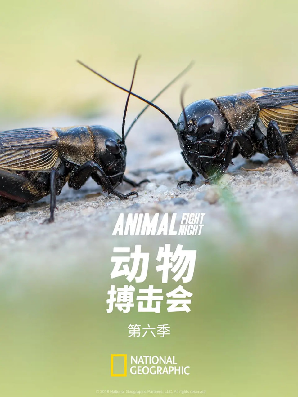 动物搏击会第六季